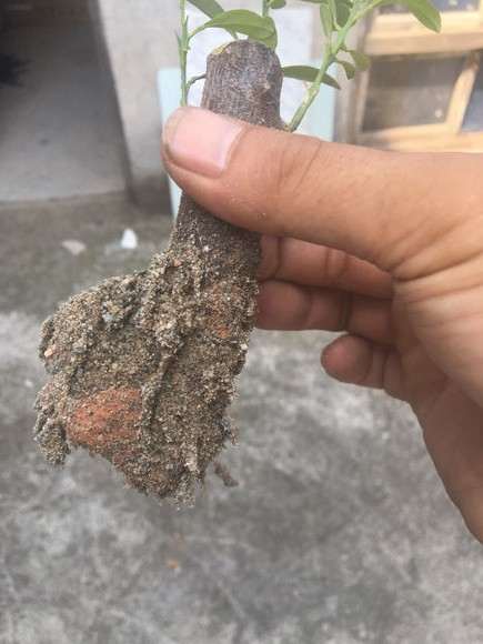 金豆下山桩用什么牌子的生根粉 最好 图片