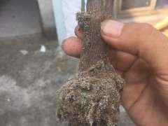 金豆下山桩用什么牌子的生根粉 最好 图片