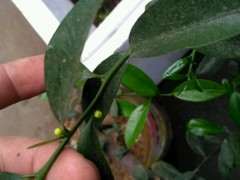 金豆下山桩怎么早点开花的方法 图片