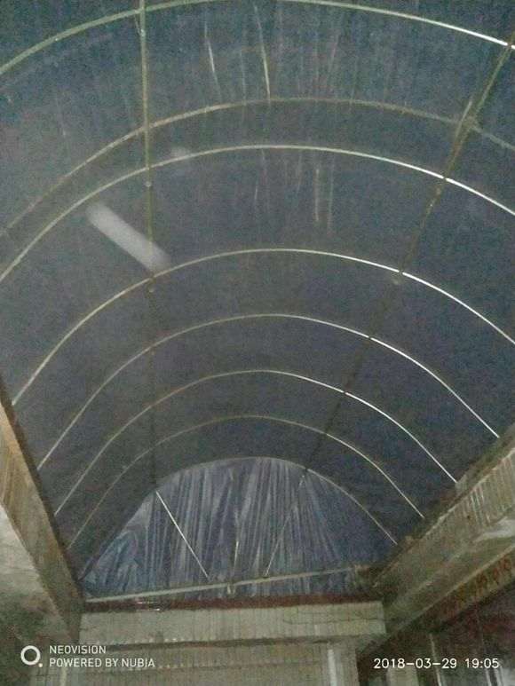 北方怎么嫁接金豆下山桩的方法 图片