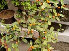 北方怎么嫁接金豆下山桩的方法 图片