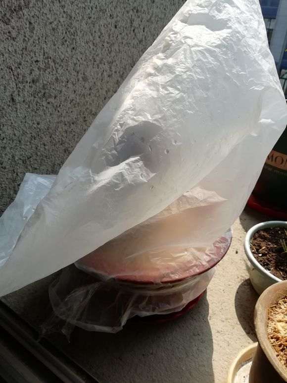 金豆下山桩生桩 还没发芽 怎么办 图片