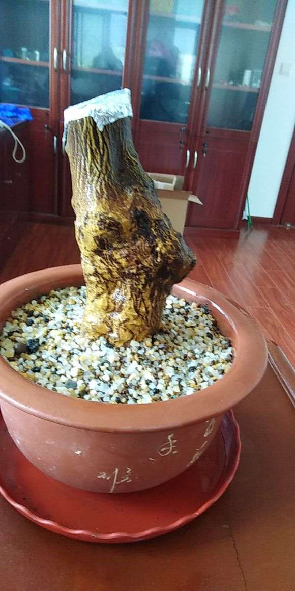 金豆下山桩生桩 还没发芽 怎么办 图片