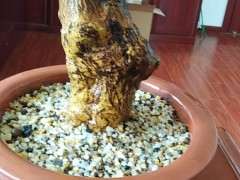 金豆下山桩生桩 还没发芽 去套袋