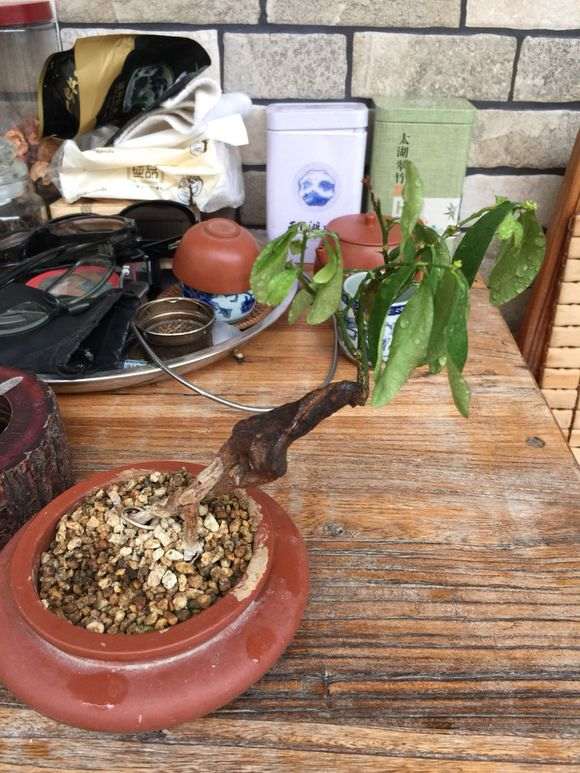 金豆下山桩没暴晒就缺水烂根 怎么办