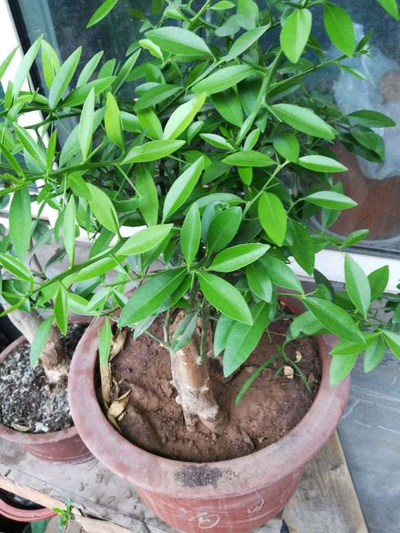 为什么金豆下山桩熟桩不开花 图片