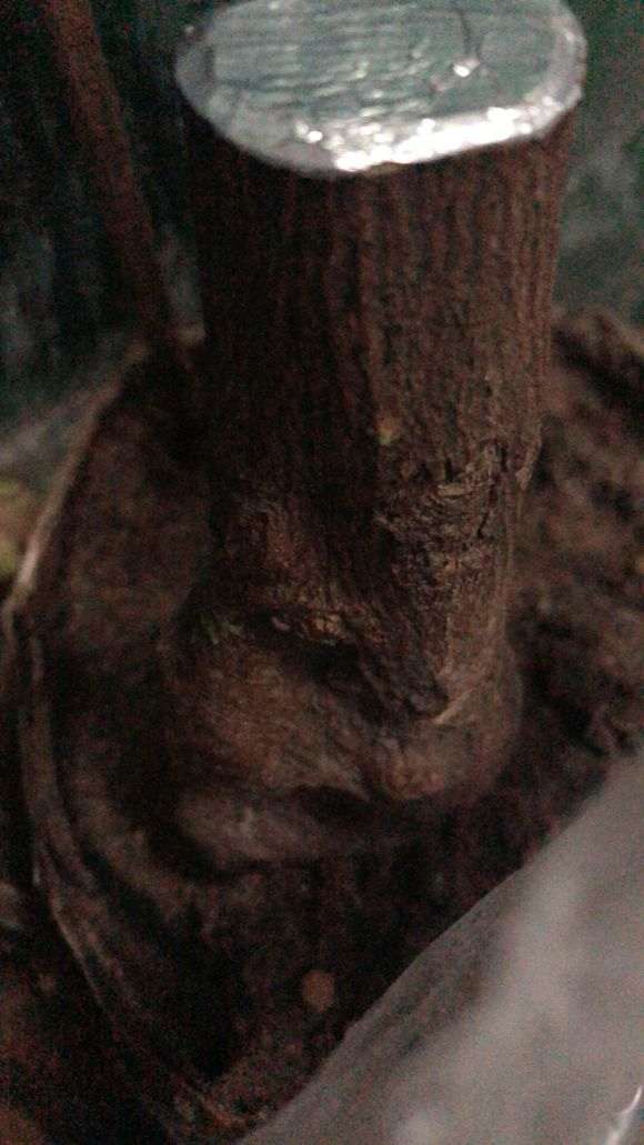 为什么金豆下山桩熟桩不开花 图片