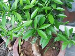 为什么金豆下山桩熟桩不开花 图片