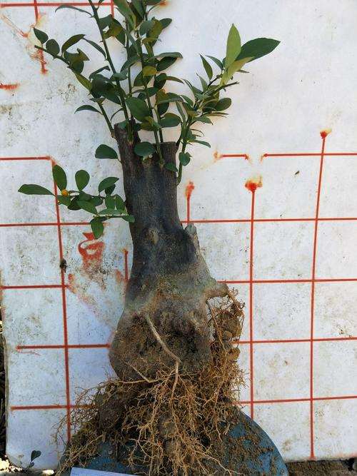 怎么区分广东 福建 浙江金豆下山桩 图片