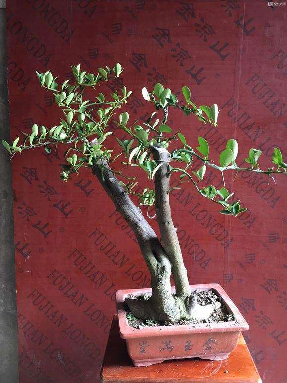 怎么区分广东 福建 浙江金豆下山桩 图片