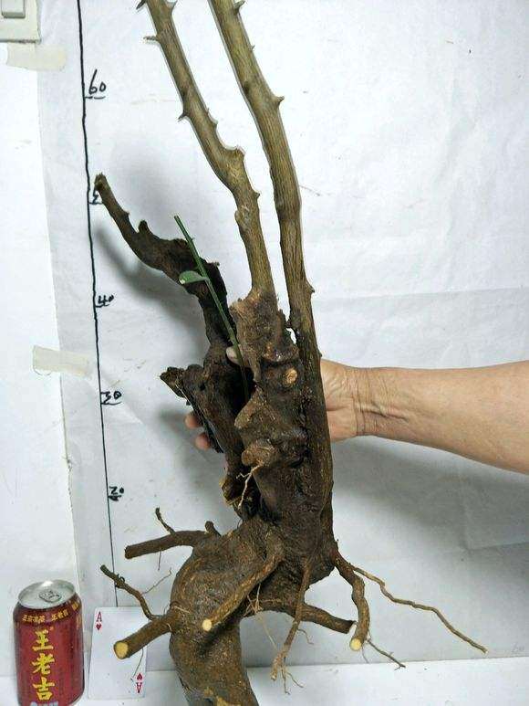 怎么区分广东 福建 浙江金豆下山桩 图片