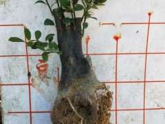 怎么区分广东 福建 浙江金豆下山桩 图片