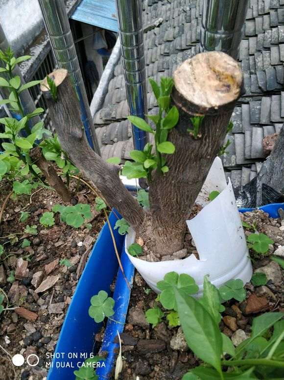 为什么5月份是买金豆下山桩的好季节