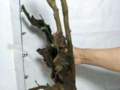 为什么5月份是买金豆下山桩的好季节