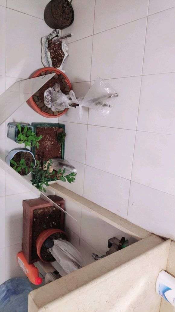 金豆下山桩的寿命大概是多少年