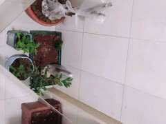 金豆下山桩的寿命大概是多少年