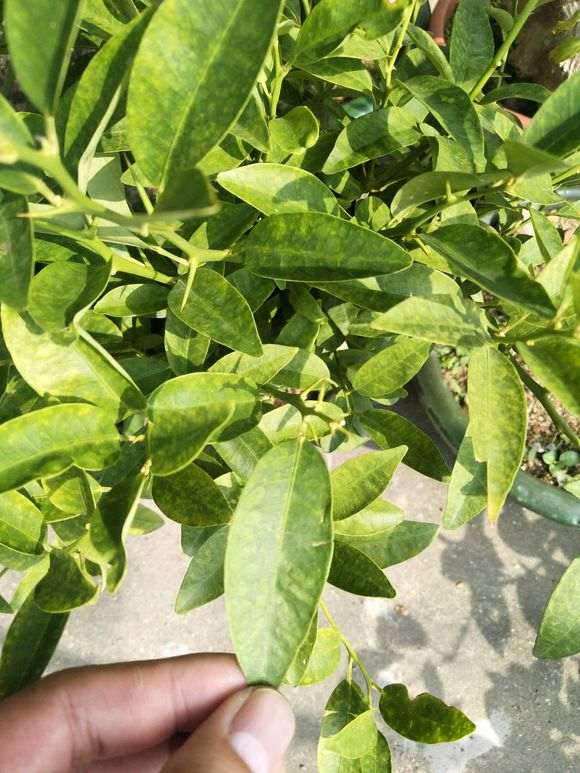 金豆下山桩叶子有黄斑 怎么办 图片