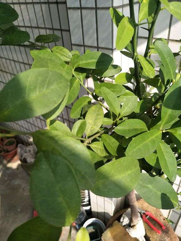 金豆下山桩叶子有黄斑 怎么办 图片