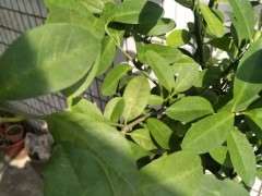 金豆下山桩叶子有黄斑 怎么办 图片