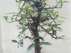 金豆下山桩怎么修剪的方法 图片