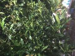 为什么都说福建金豆下山桩挂果少 图片