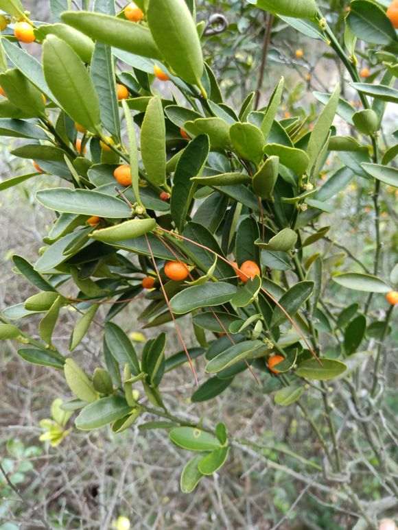 金豆下山桩可以挂果3年是真的吗 图片