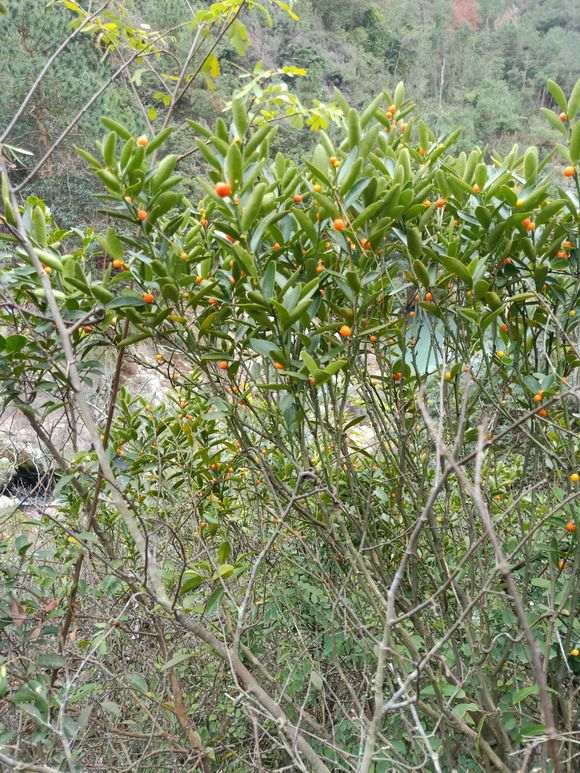 金豆下山桩可以挂果3年是真的吗 图片