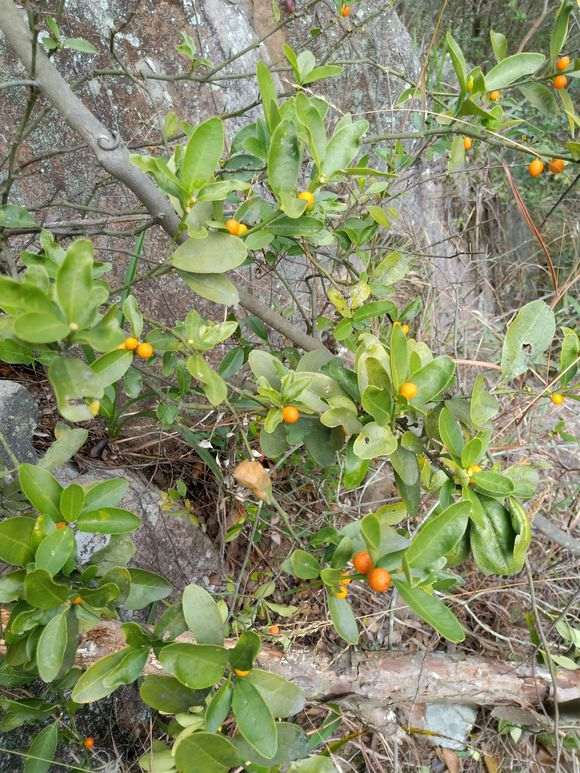 金豆下山桩可以挂果3年是真的吗 图片