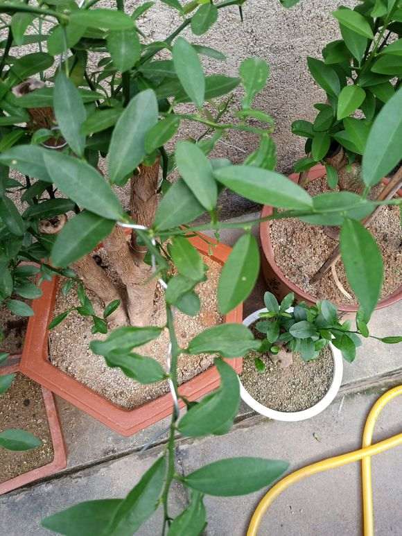 金豆下山桩的叶子怎么长成这样 图片