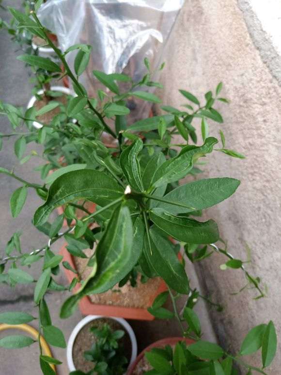 金豆下山桩的叶子怎么长成这样 图片