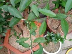 金豆下山桩的叶子怎么长成这样 图片