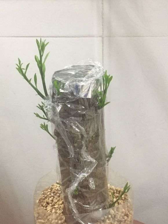 金豆下山桩来芽半个月 怎么样 图片