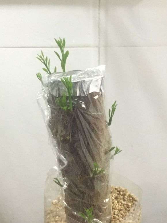 金豆下山桩来芽半个月 怎么样 图片