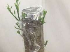 金豆下山桩来芽半个月 可以吗 图片