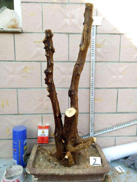 金豆下山桩土很干的样子 怎么办 图片