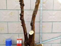 金豆下山桩土很干的样子 怎么办 图片