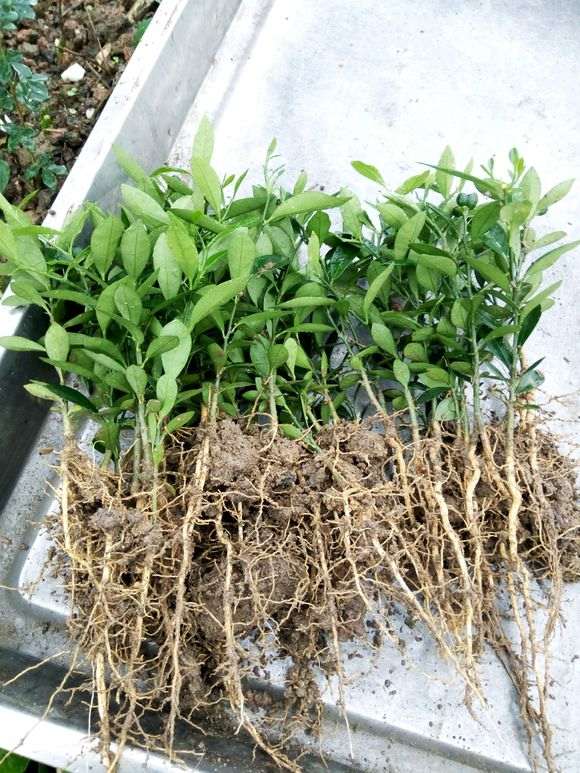 去年上盆的金豆下山桩小苗 长势不错