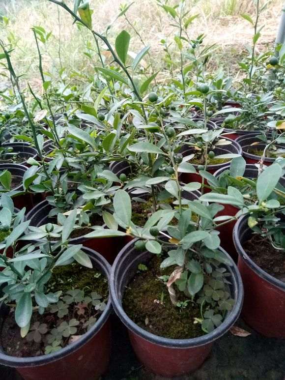 去年上盆的金豆下山桩小苗 长势不错