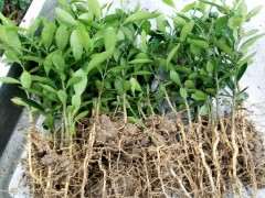 去年上盆的金豆下山桩小苗 长势不错