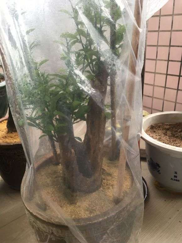 闲着没事修剪金豆下山桩 怎么样 图片