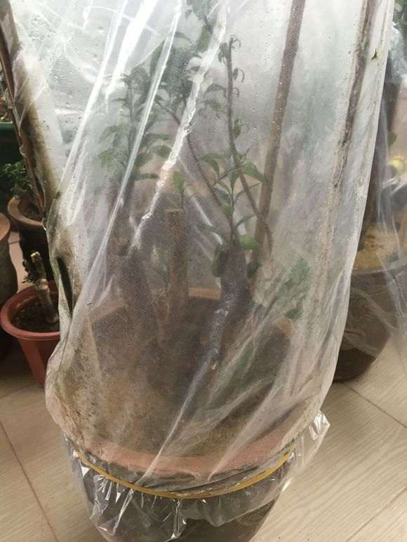 闲着没事修剪金豆下山桩 怎么样 图片