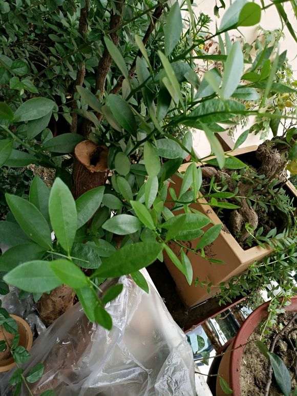 发芽后的金豆下山桩什么时候换盆 最好