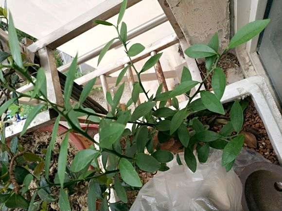 发芽后的金豆下山桩什么时候换盆 最好