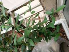 发芽后的金豆下山桩什么时候换盆 最好