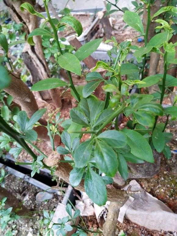 这是不是金豆下山桩 挖时没注意 图片