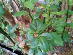 这是不是金豆下山桩 挖时没注意 图片