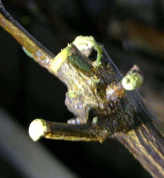 金豆下山桩刚出芽 遭遇暴晒 怎么办 图片