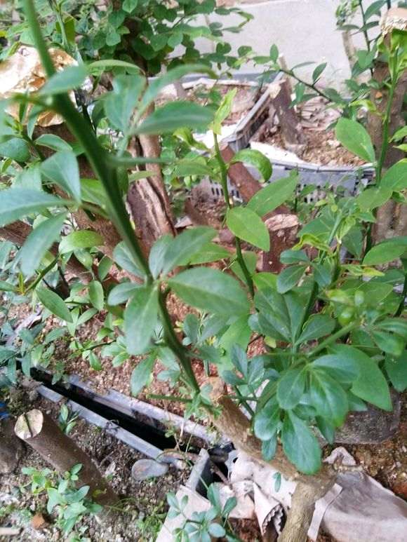 金豆下山桩刚出芽 遭遇暴晒 怎么办 图片