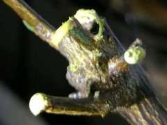 金豆下山桩套袋出芽 遭遇暴晒 怎么办