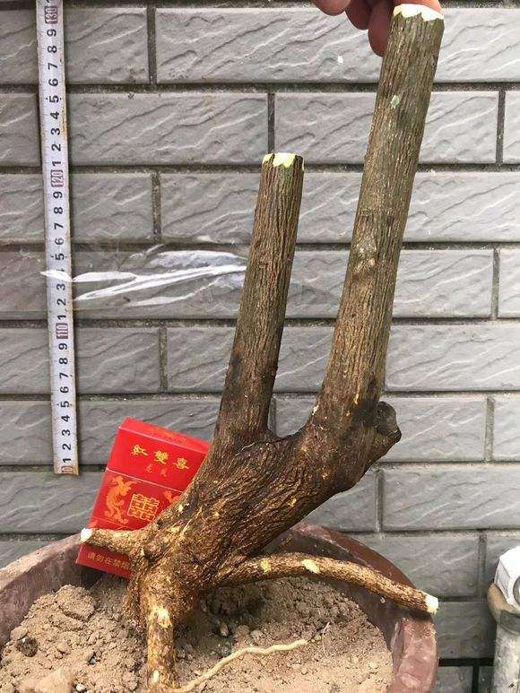 为什么要用高锰酸钾泡金豆下山桩 图片